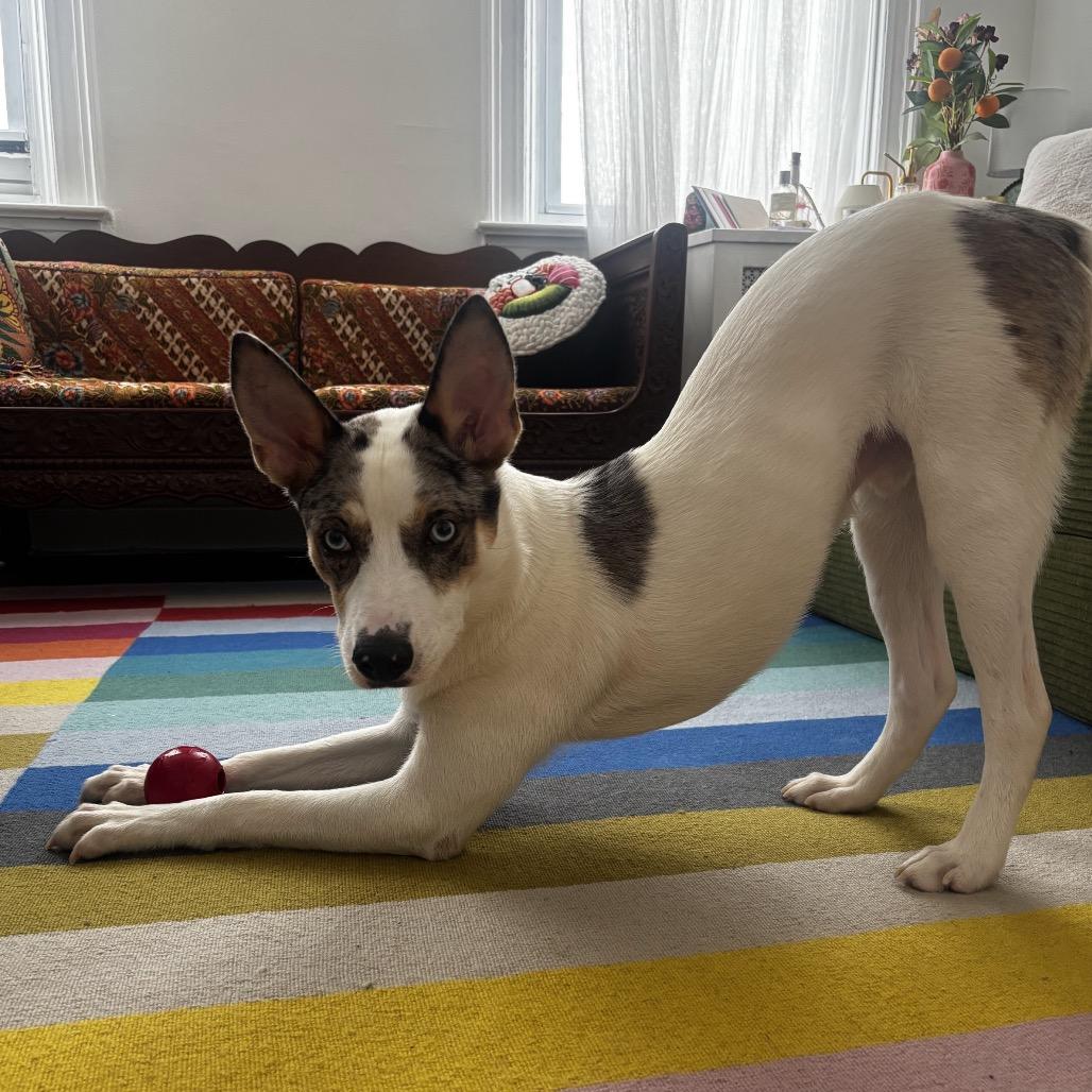 Enlarge Maraschino Cherry, a Adoptable mixed breed in Jersey City, NJ image 5/6