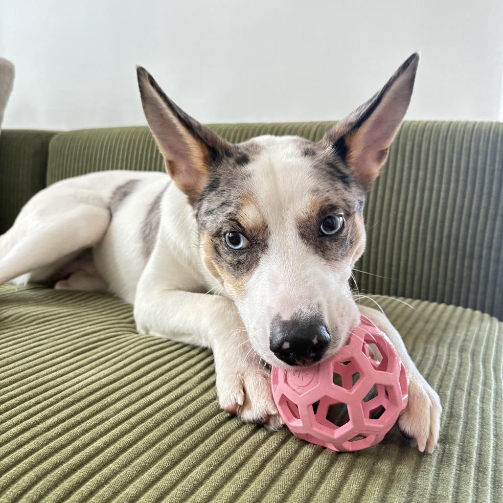 Enlarge Maraschino Cherry, a Adoptable mixed breed in Jersey City, NJ image 6/6