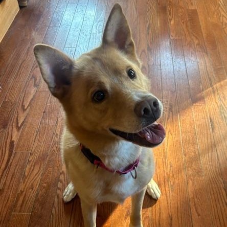Henry , Adoptable, Adult Male Jindo & Carolina Dog.
