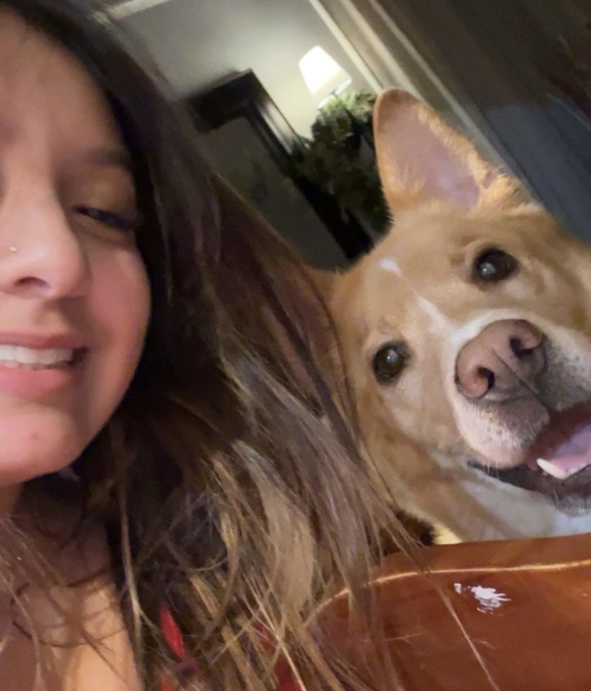 Enlarge Henry , a Adoptable mixed breed in Kingston , NY image 3/6