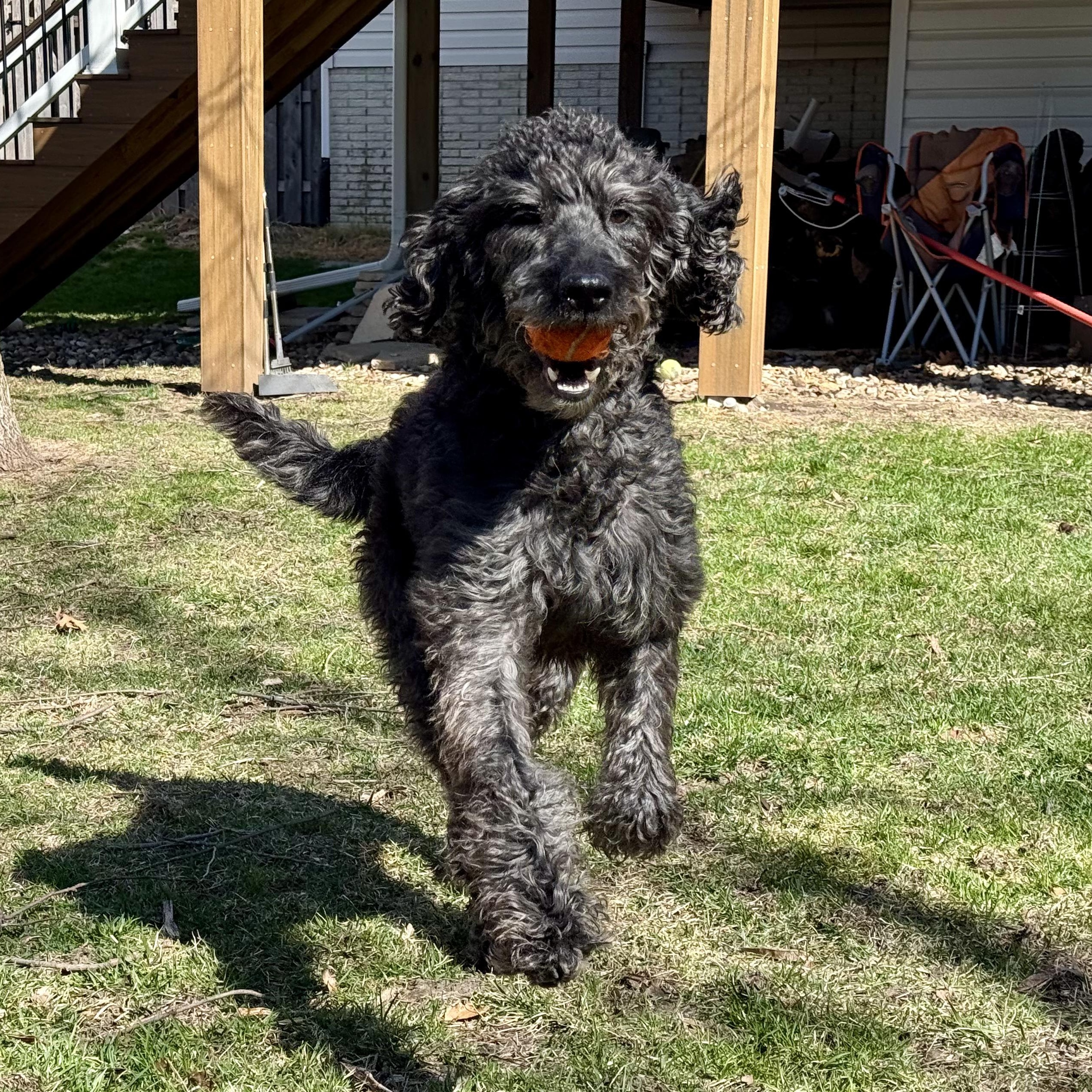 Enlarge MILLIE-IOWA, an adopted Labradoodle in Cedar Rapids, IA image 4/6