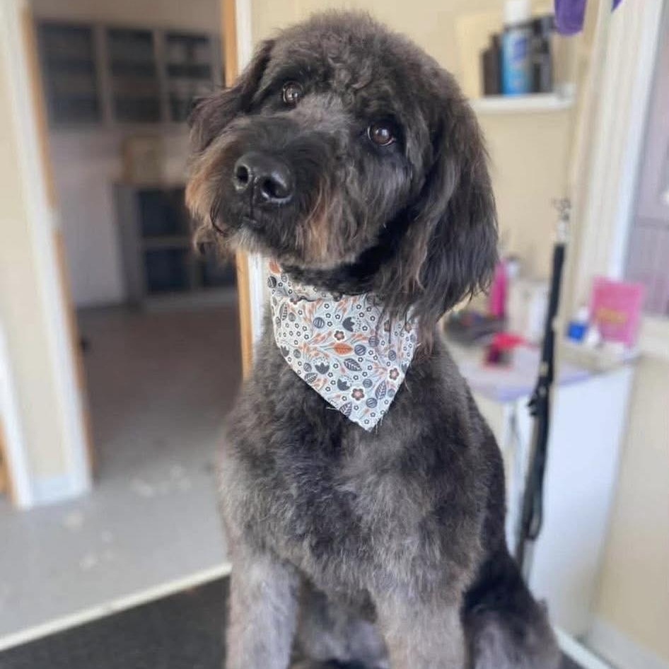 Enlarge MILLIE-IOWA, an adopted Labradoodle in Cedar Rapids, IA image 1/6