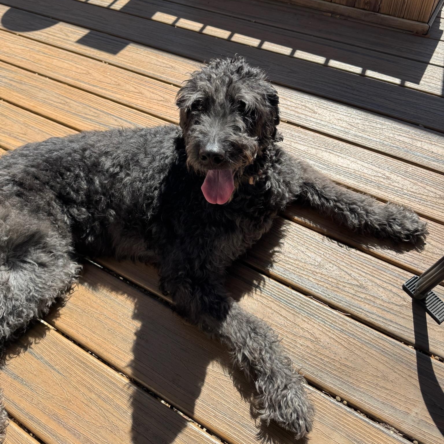 Enlarge MILLIE-IOWA, an adopted Labradoodle in Cedar Rapids, IA image 5/6