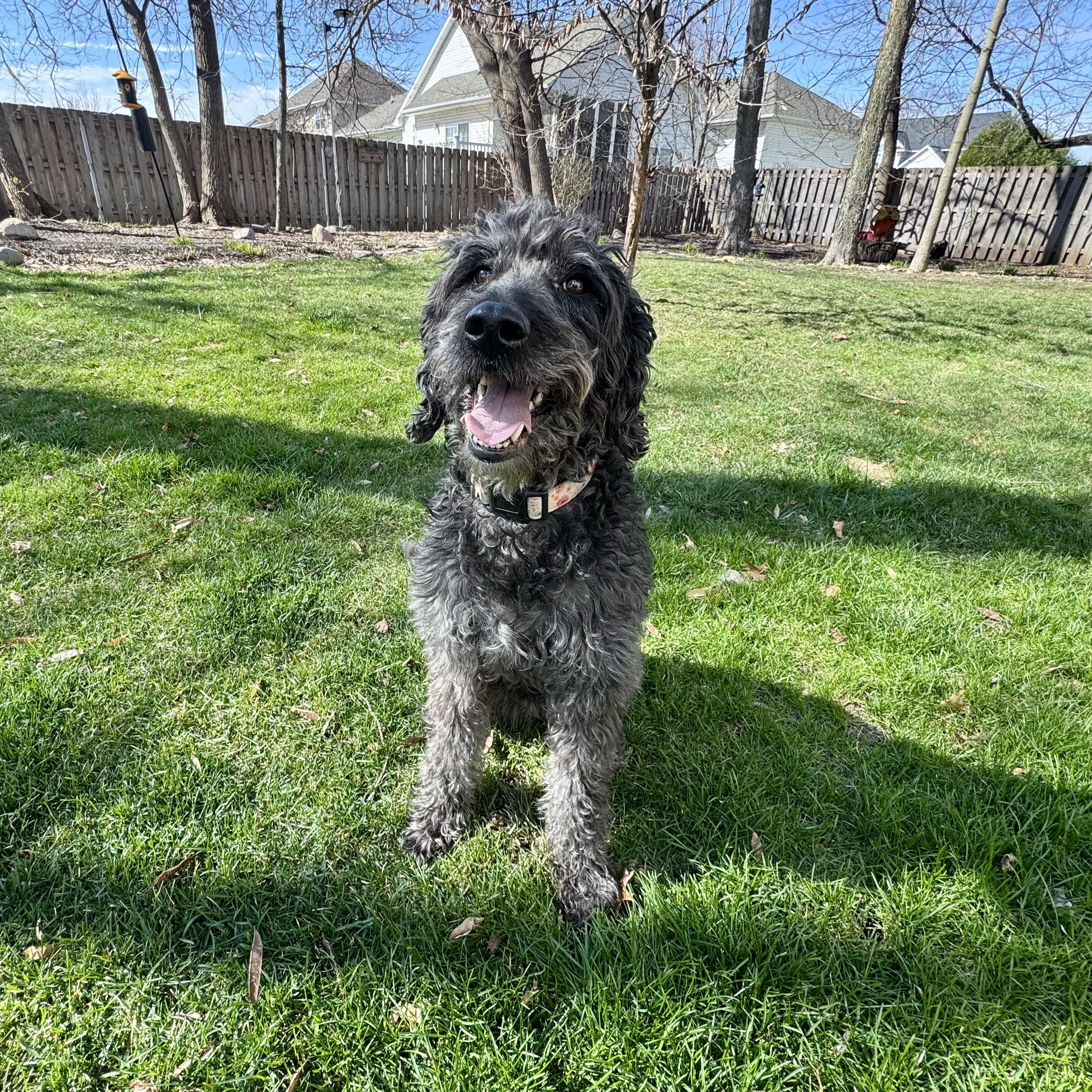 Enlarge MILLIE-IOWA, an adopted Labradoodle in Cedar Rapids, IA image 3/6