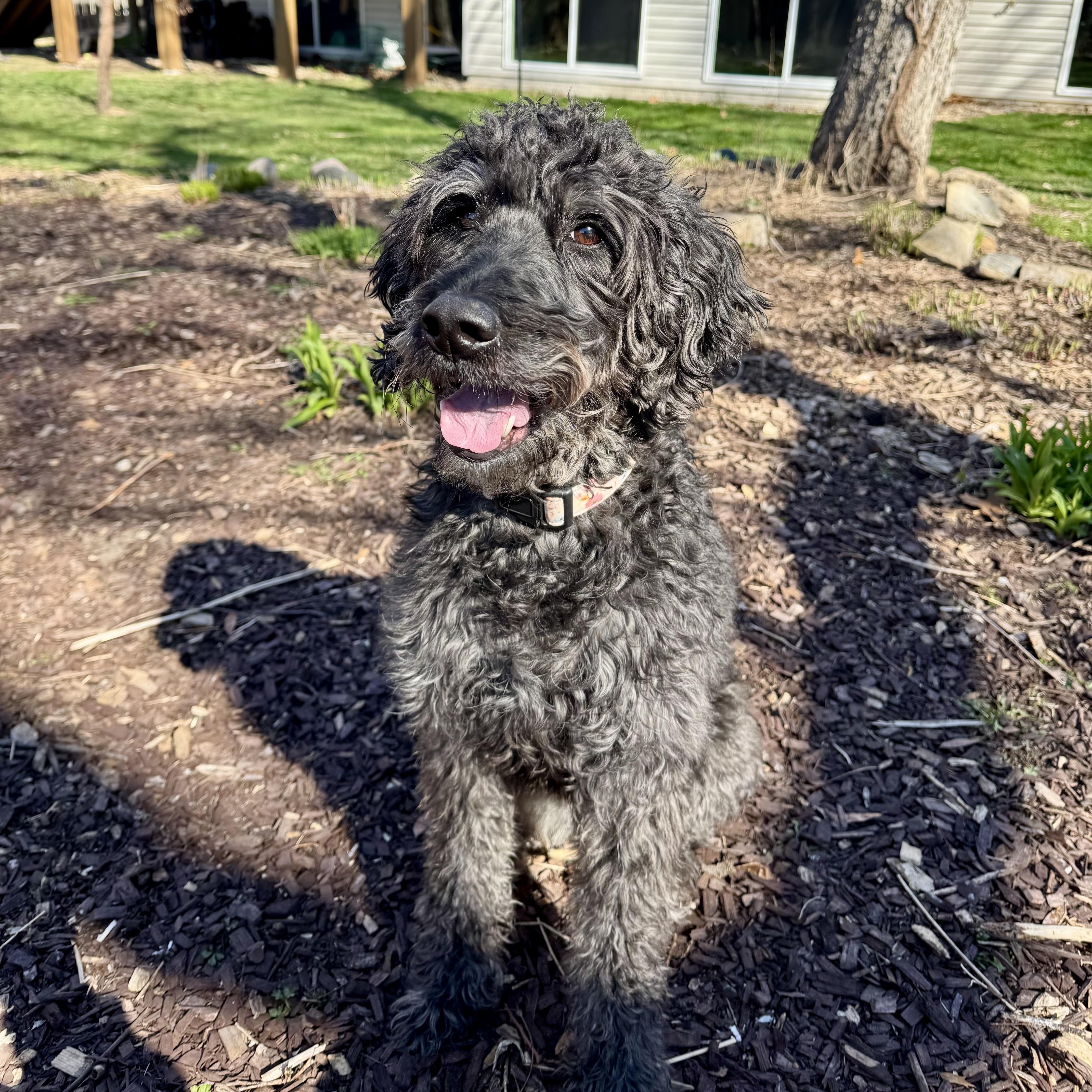 Enlarge MILLIE-IOWA, an adopted Labradoodle in Cedar Rapids, IA image 2/6
