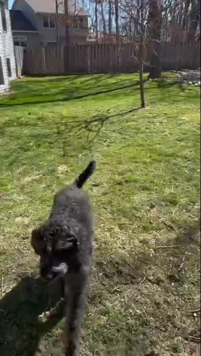 Enlarge MILLIE-IOWA, an adopted Labradoodle in Cedar Rapids, IA video 6/6
