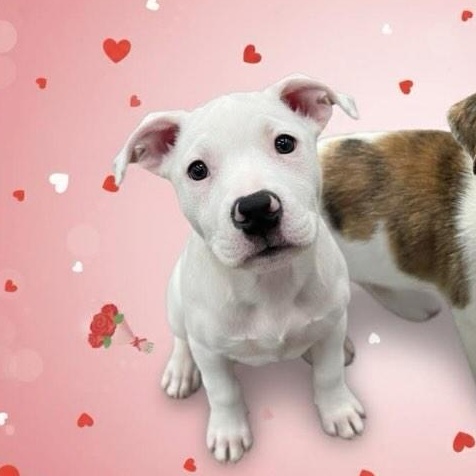 Enlarge Ice, an adopted mixed breed in St. Albans, VT image 1/4