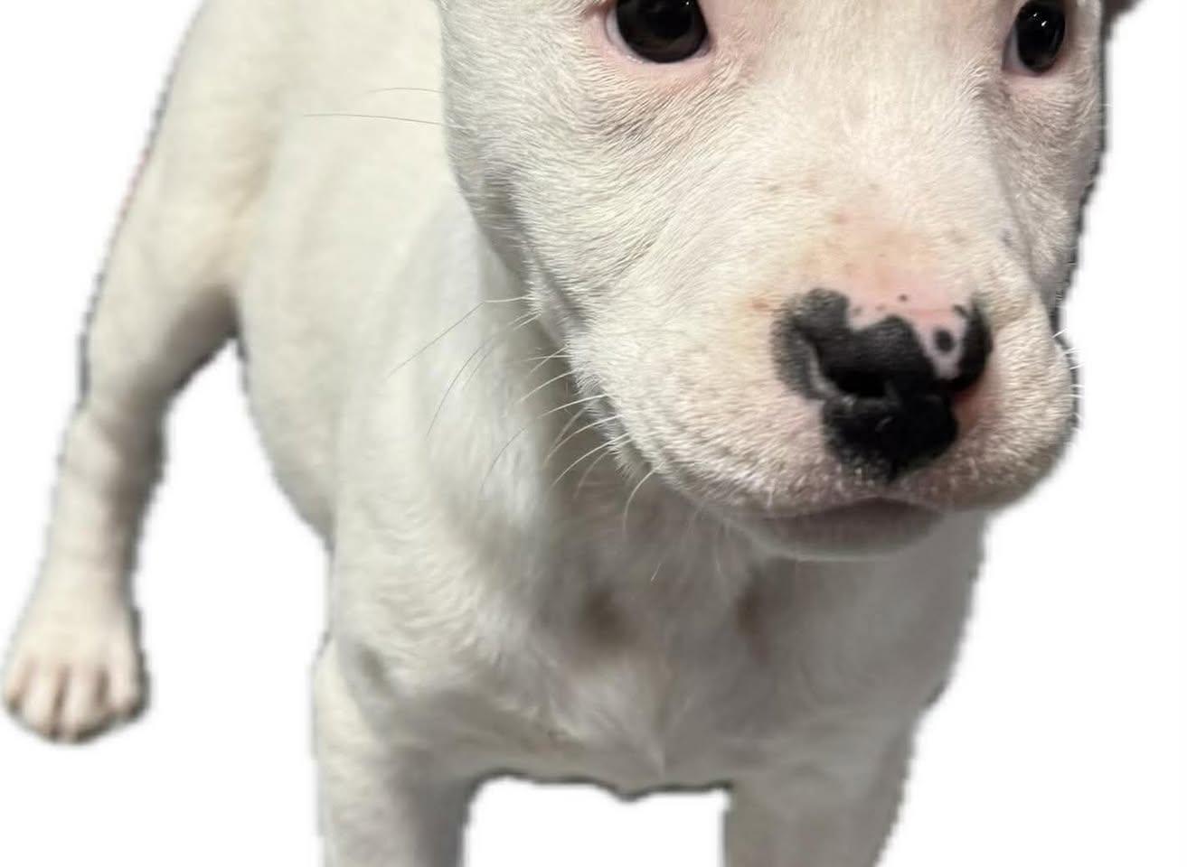 Enlarge Ice, an adopted mixed breed in St. Albans, VT image 4/4