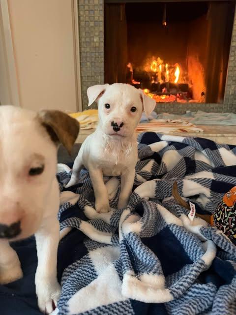 Ice, ADOPTABLE, Puppy Female Mixed Breed.