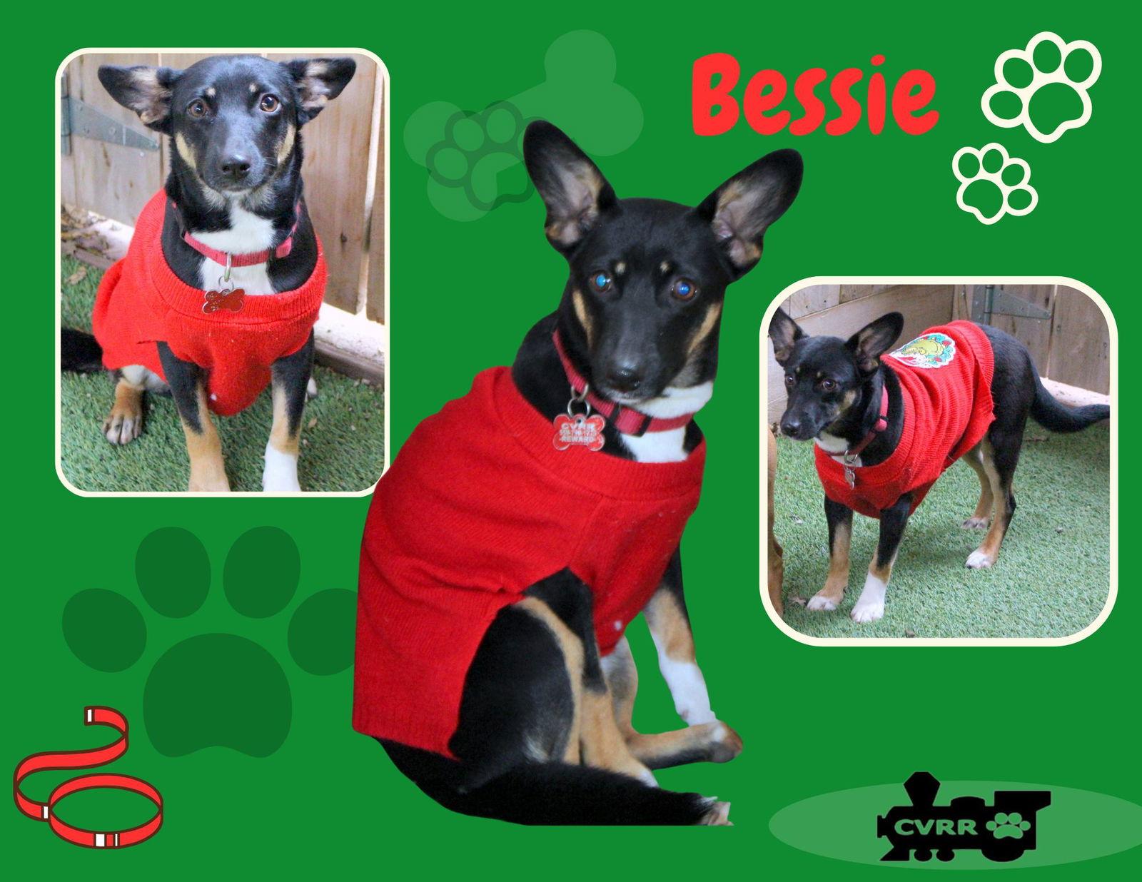 Bessie, Adoptable, Puppy Female Terrier & Beagle.