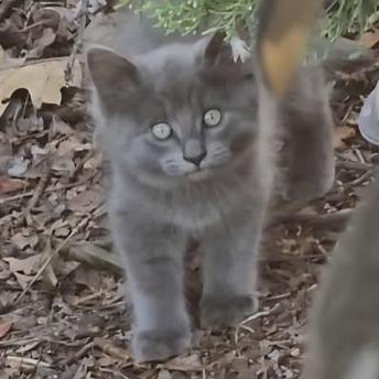 Enlarge Freddy, a Adoptable Domestic Long Hair in Jacksonville, OR image 1/1