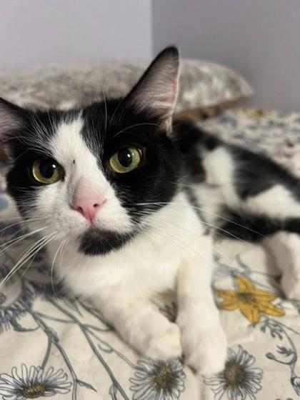 Enlarge Skelly, a Adoptable mixed breed in El Dorado Hills, CA image 1/3