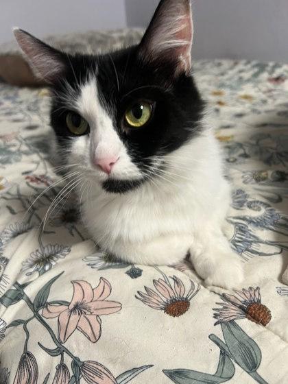 Skelly, Adoptable, Adult Female Domestic Short Hair & Domestic Short Hair.