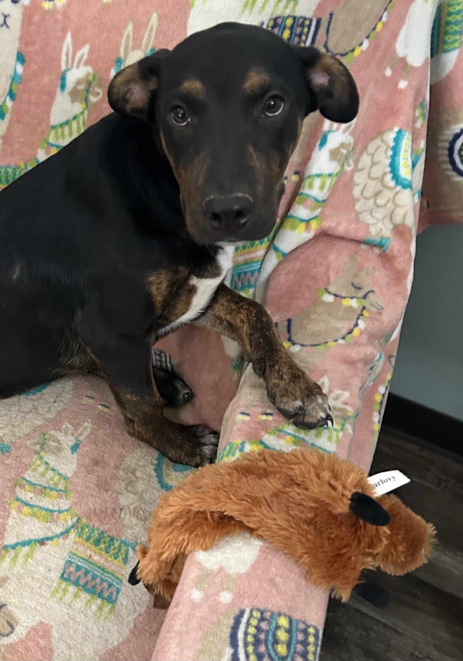 Niles, Adoptable, Puppy Male Mixed Breed.