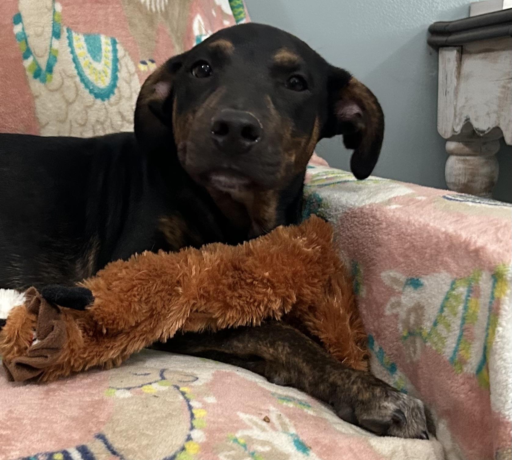 Enlarge Niles, a Adoptable Mixed Breed in Sequatchie, TN image 2/6