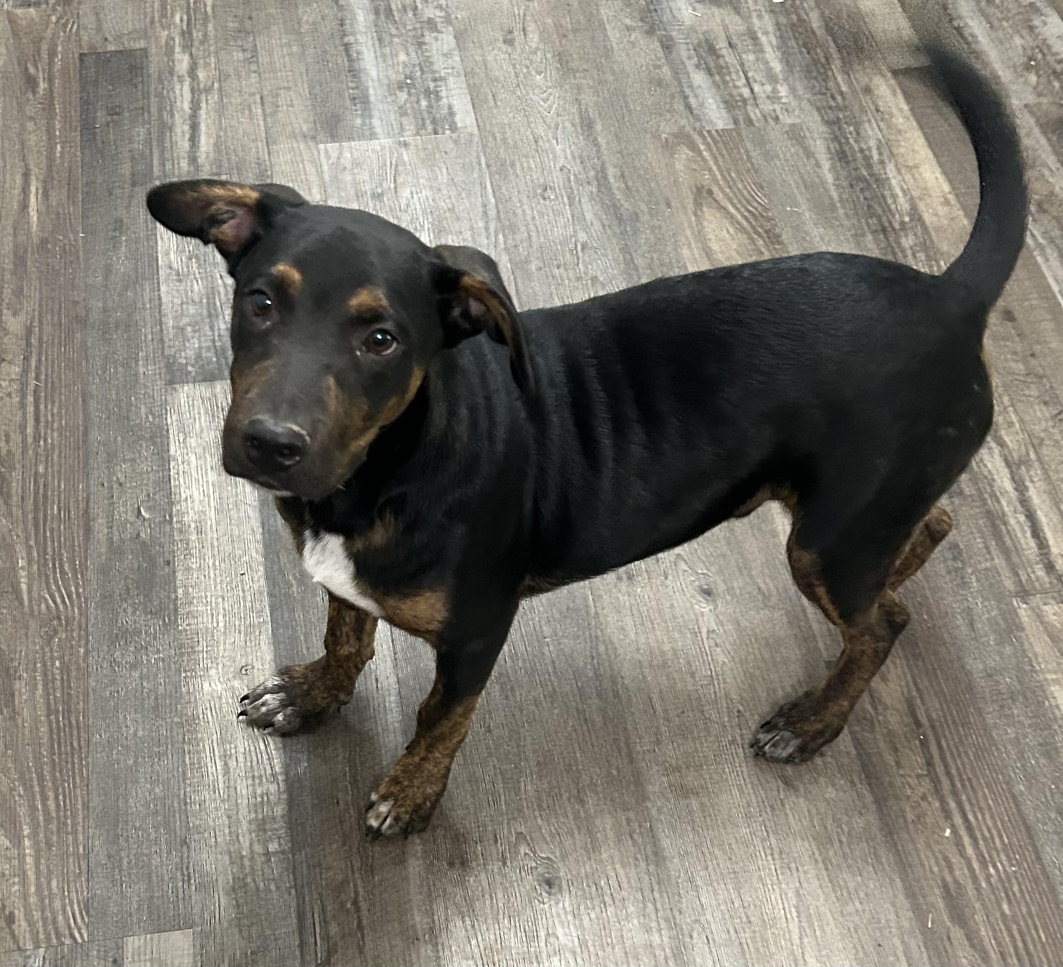 Enlarge Niles, a Adoptable Mixed Breed in Sequatchie, TN image 3/6