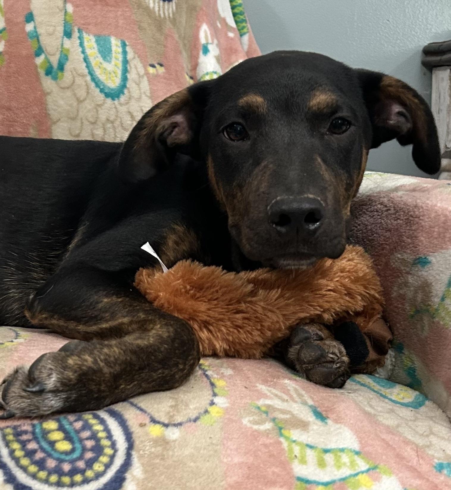 Enlarge Niles, a Adoptable Mixed Breed in Sequatchie, TN image 4/6