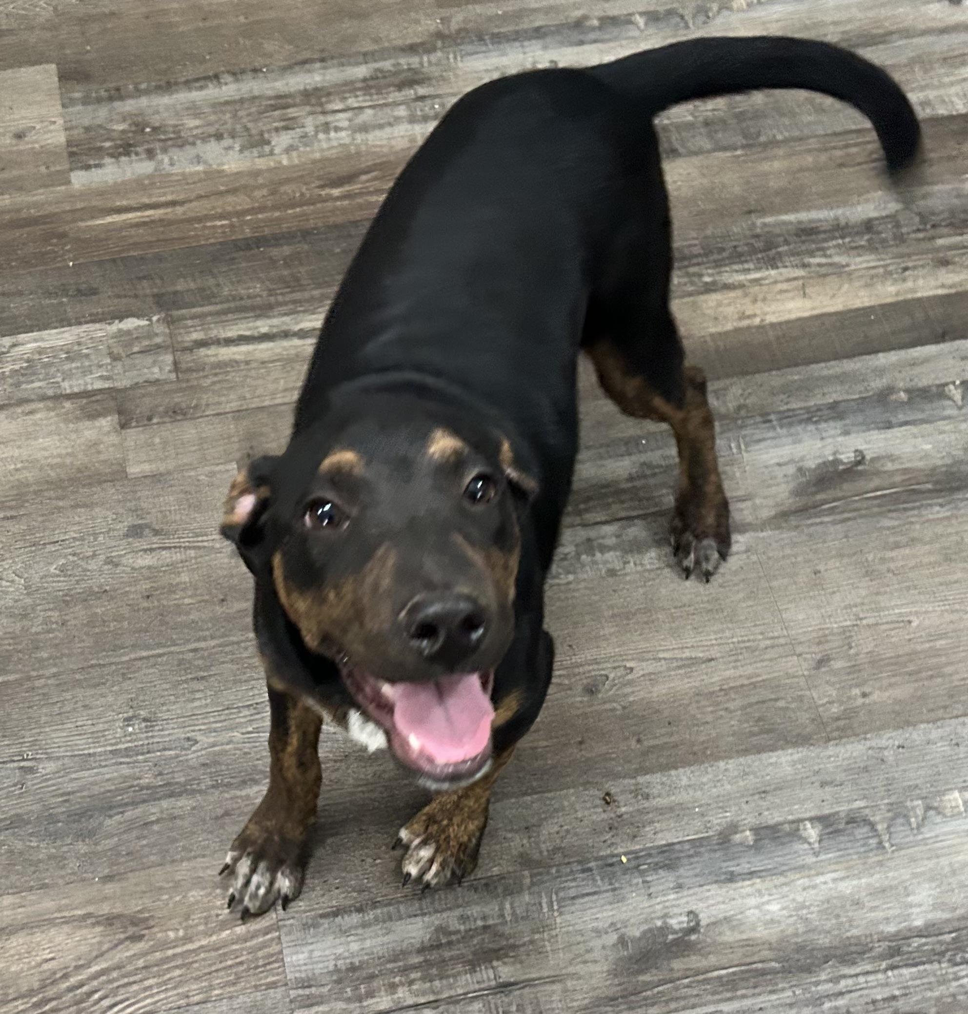 Enlarge Niles, a Adoptable Mixed Breed in Sequatchie, TN image 6/6