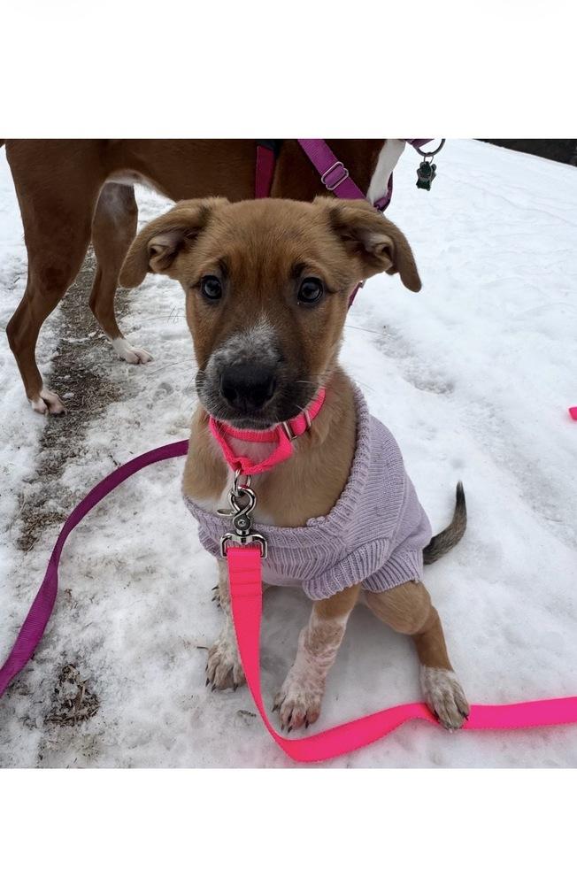 Brigitta, Adoptable, Puppy Female Shepherd & Mixed Breed.