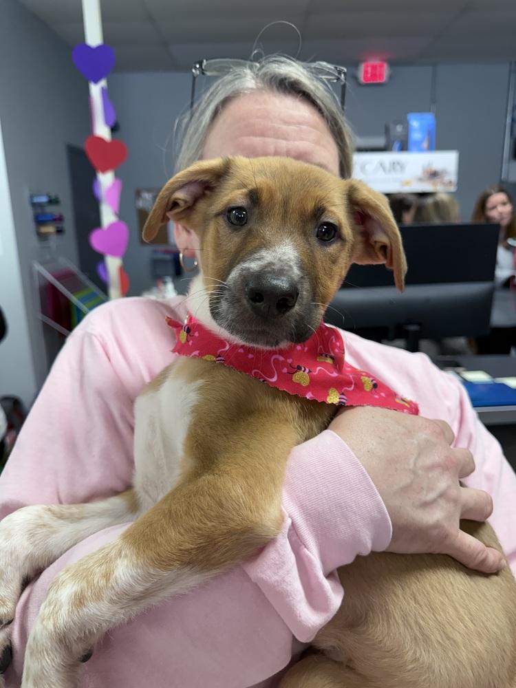 Brigitta, a Adoptable mixed breed in Saugus, MA image 2/5