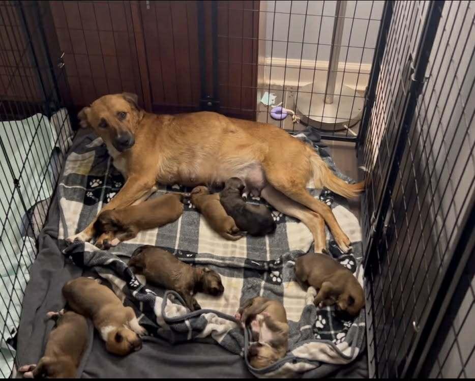 Brigitta, a Adoptable mixed breed in Saugus, MA image 3/5