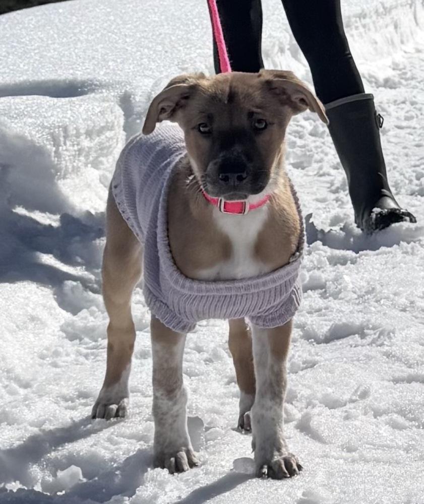 Brigitta, a Adoptable mixed breed in Saugus, MA image 4/5