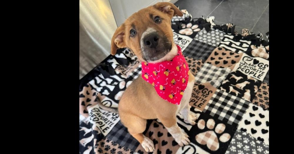 Brigitta, a Adoptable mixed breed in Saugus, MA image 5/5