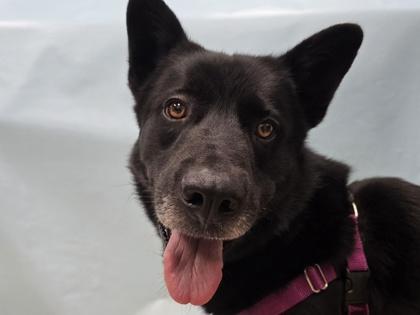 Enlarge Berlioz, a Adoptable mixed breed in Coon Rapids, MN image 1/1