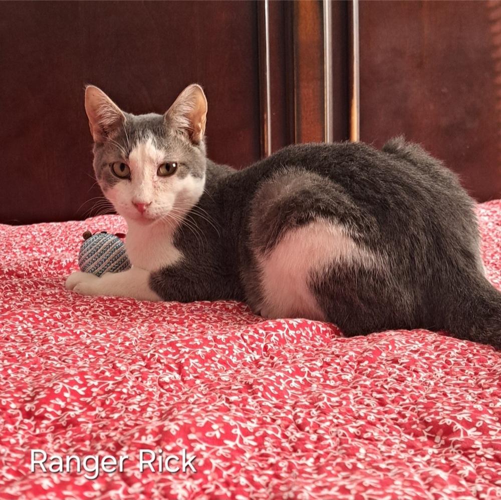 Ranger Rick, Adoptable, Kitten Male Domestic Short Hair.
