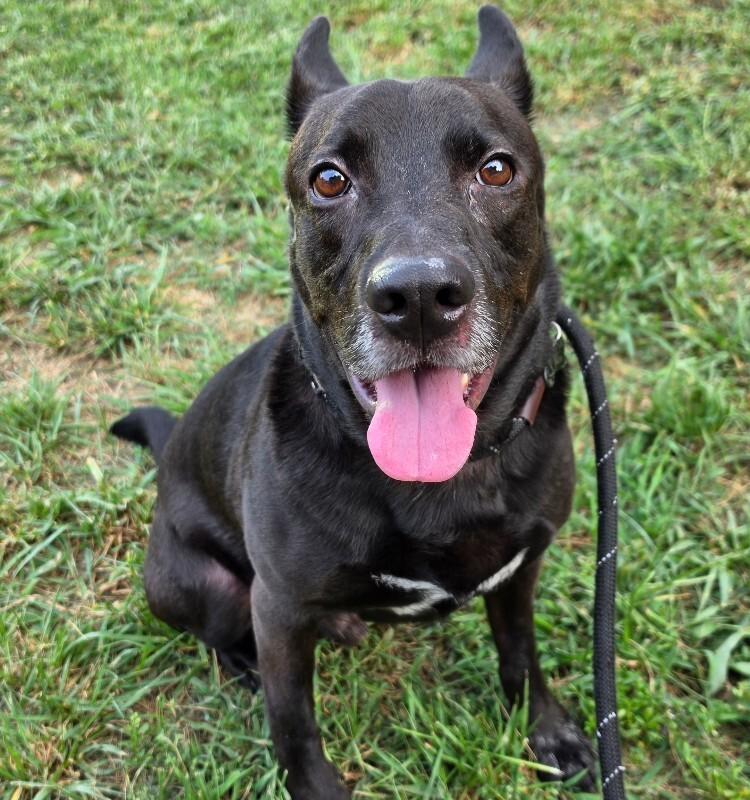 Enlarge Lucky, a Adoptable mixed breed in Roanoke, VA image 1/3