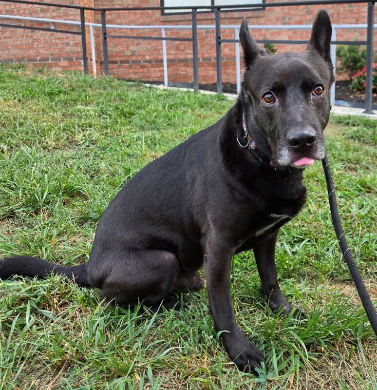 Enlarge Lucky, a Adoptable mixed breed in Roanoke, VA image 2/3