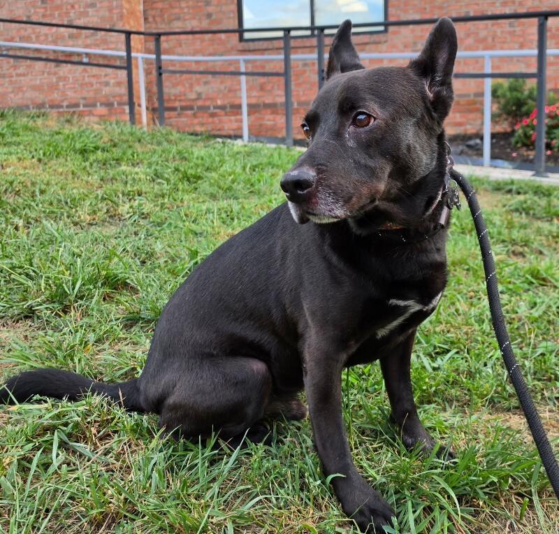 Enlarge Lucky, a Adoptable mixed breed in Roanoke, VA image 3/3