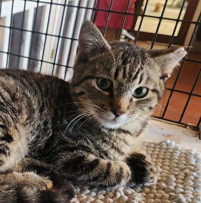 Qwert, Adoptable, Adult Male Tabby & Domestic Short Hair.