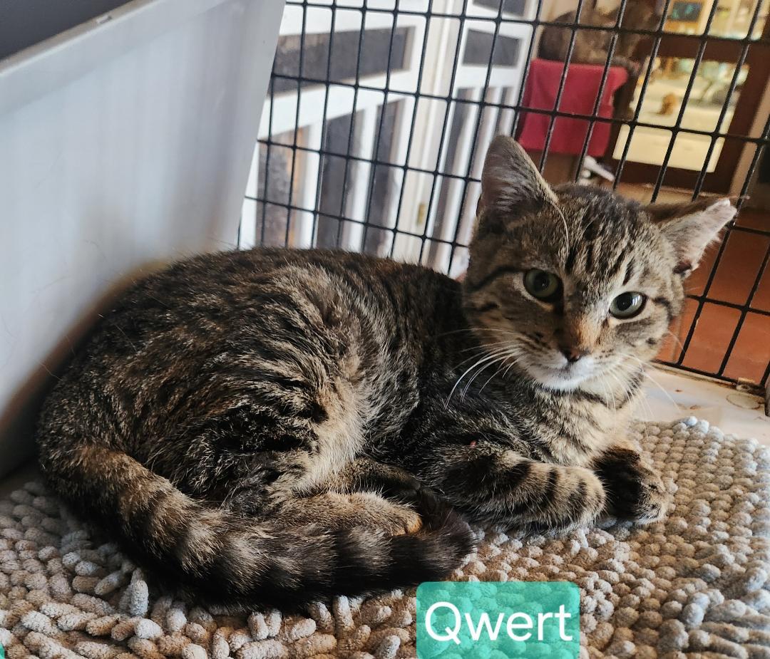 Enlarge Qwert, a Adoptable mixed breed in Las Cruces, NM image 2/2