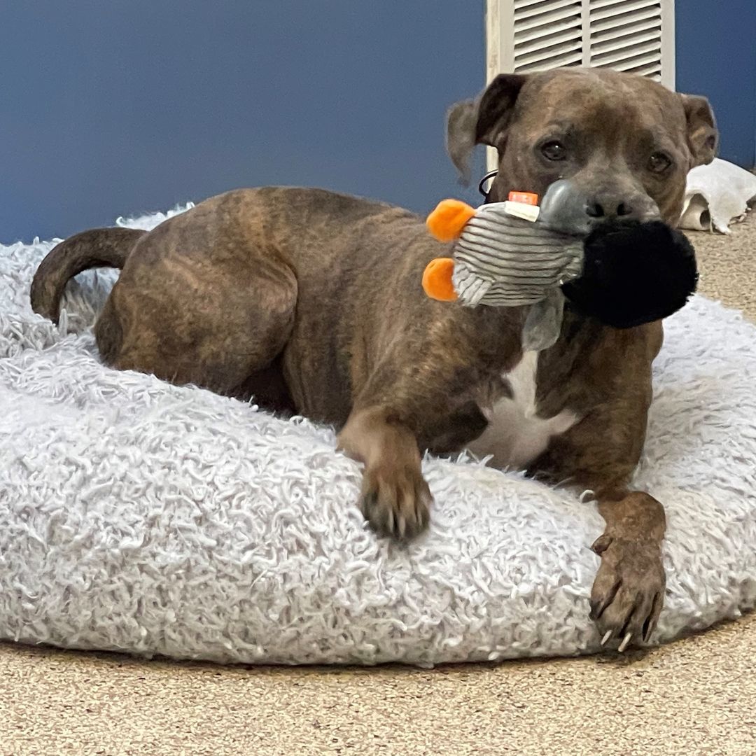 Bruce , Adopted, Adult Male Mixed Breed.