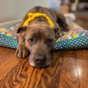 Enlarge Bruce , a Adopted mixed breed in Houston, TX image 2/6