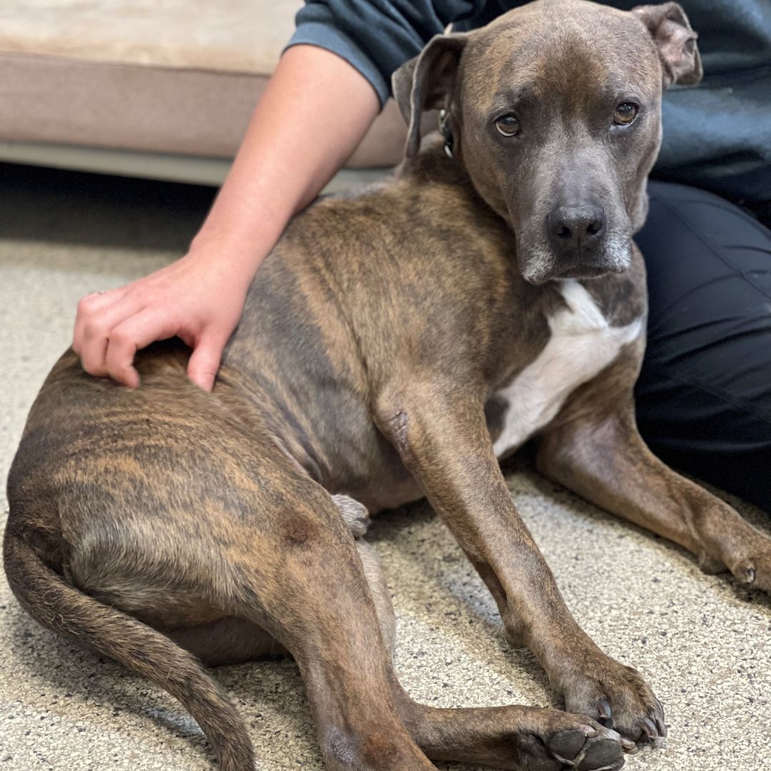 Bruce , Adopted, Adult Male Mixed Breed.