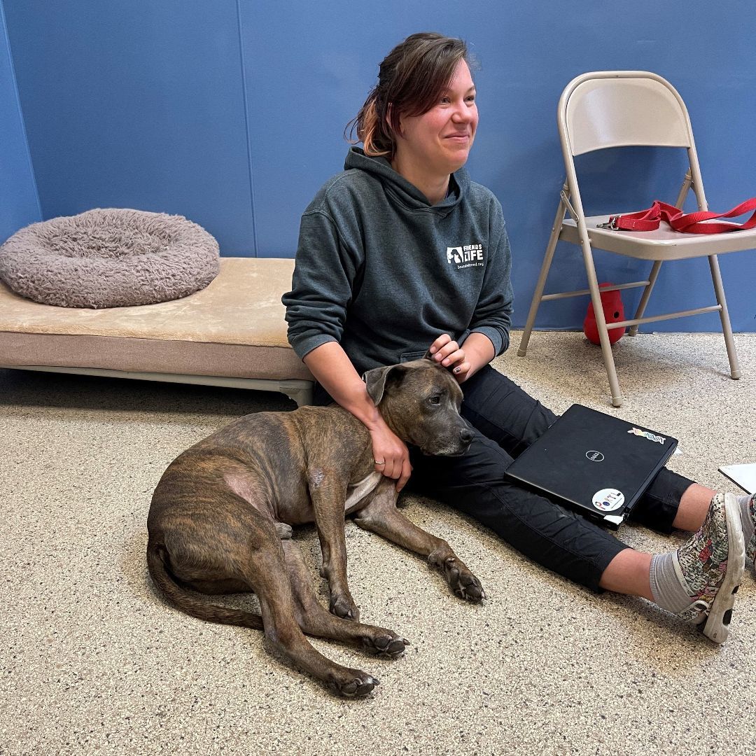 Enlarge Bruce , a Adopted mixed breed in Houston, TX image 4/6