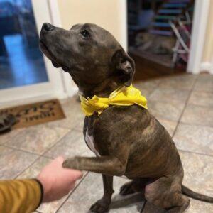 Enlarge Bruce , a Adopted mixed breed in Houston, TX image 5/6