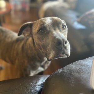 Enlarge Bruce , a Adopted mixed breed in Houston, TX image 6/6