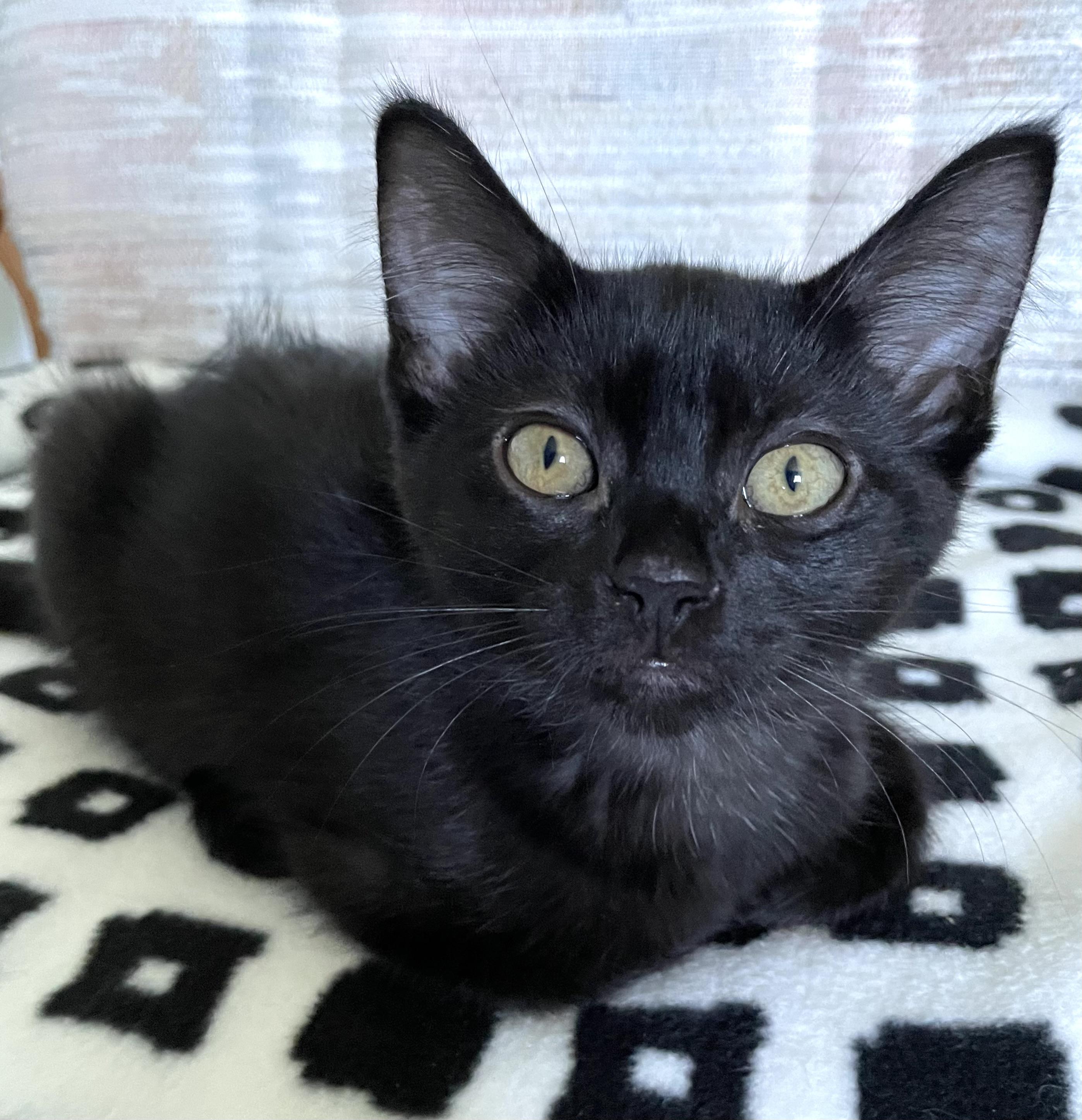 Hematite, Baby Female unknown