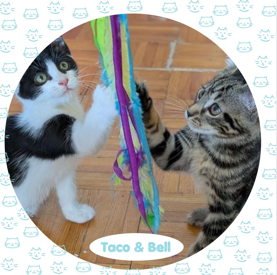 Taco & Bell, Baby Male American Shorthair