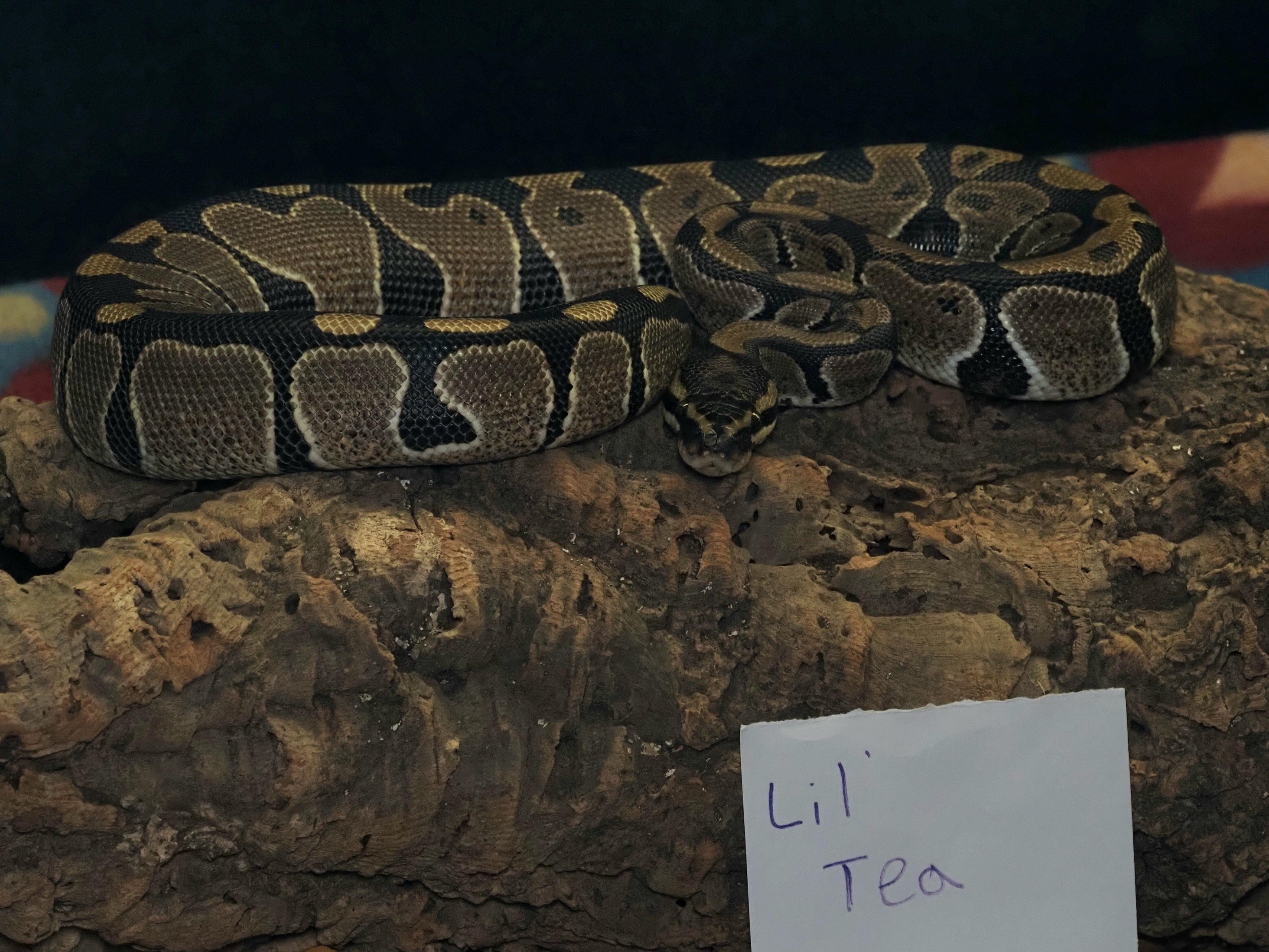 Enlarge Lil' Tea, an adopted Ball Python in Tacoma, WA image 1/1
