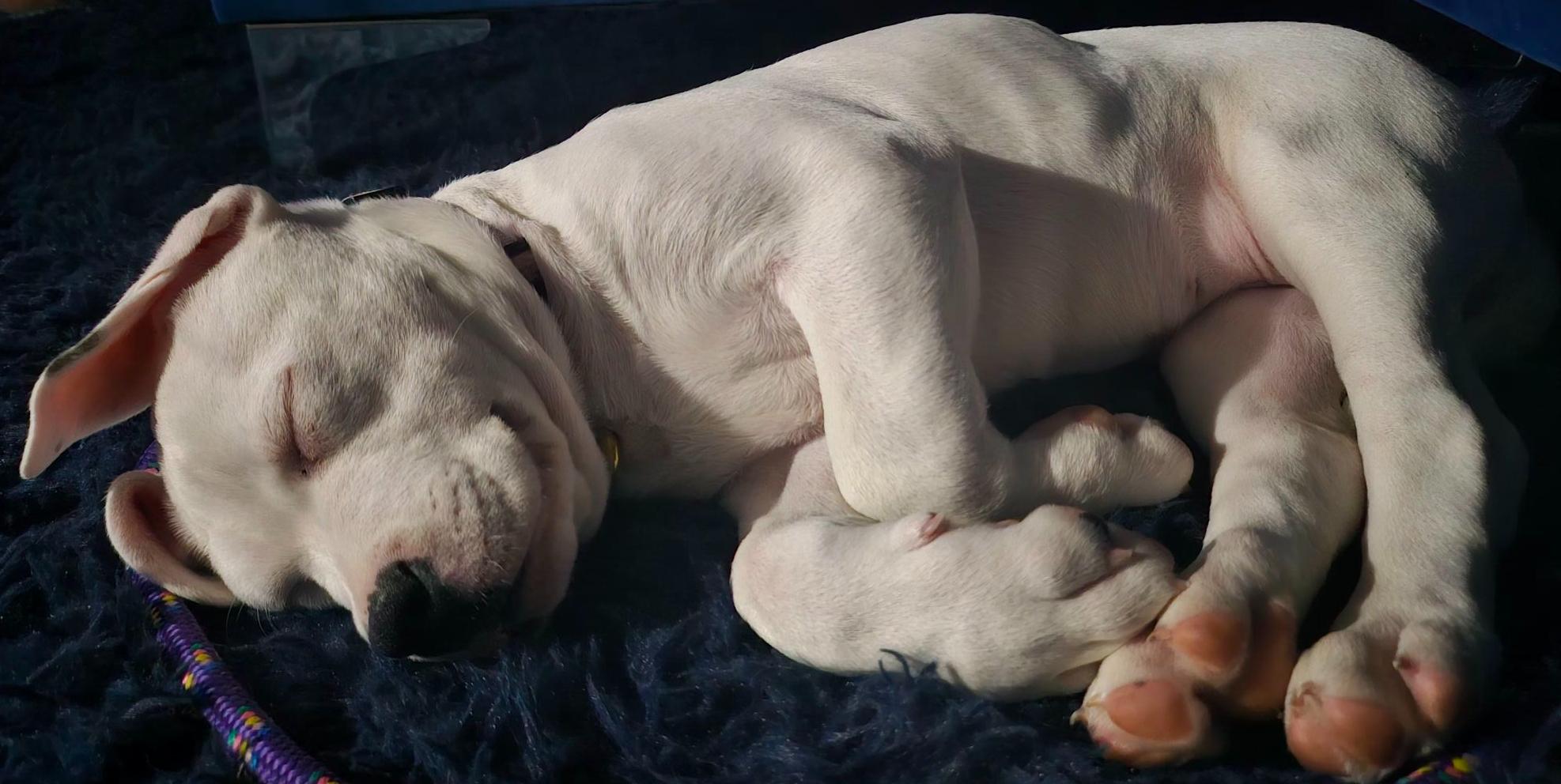 Enlarge Kona, a Adopted American Staffordshire Terrier in Merrill, WI image 2/6