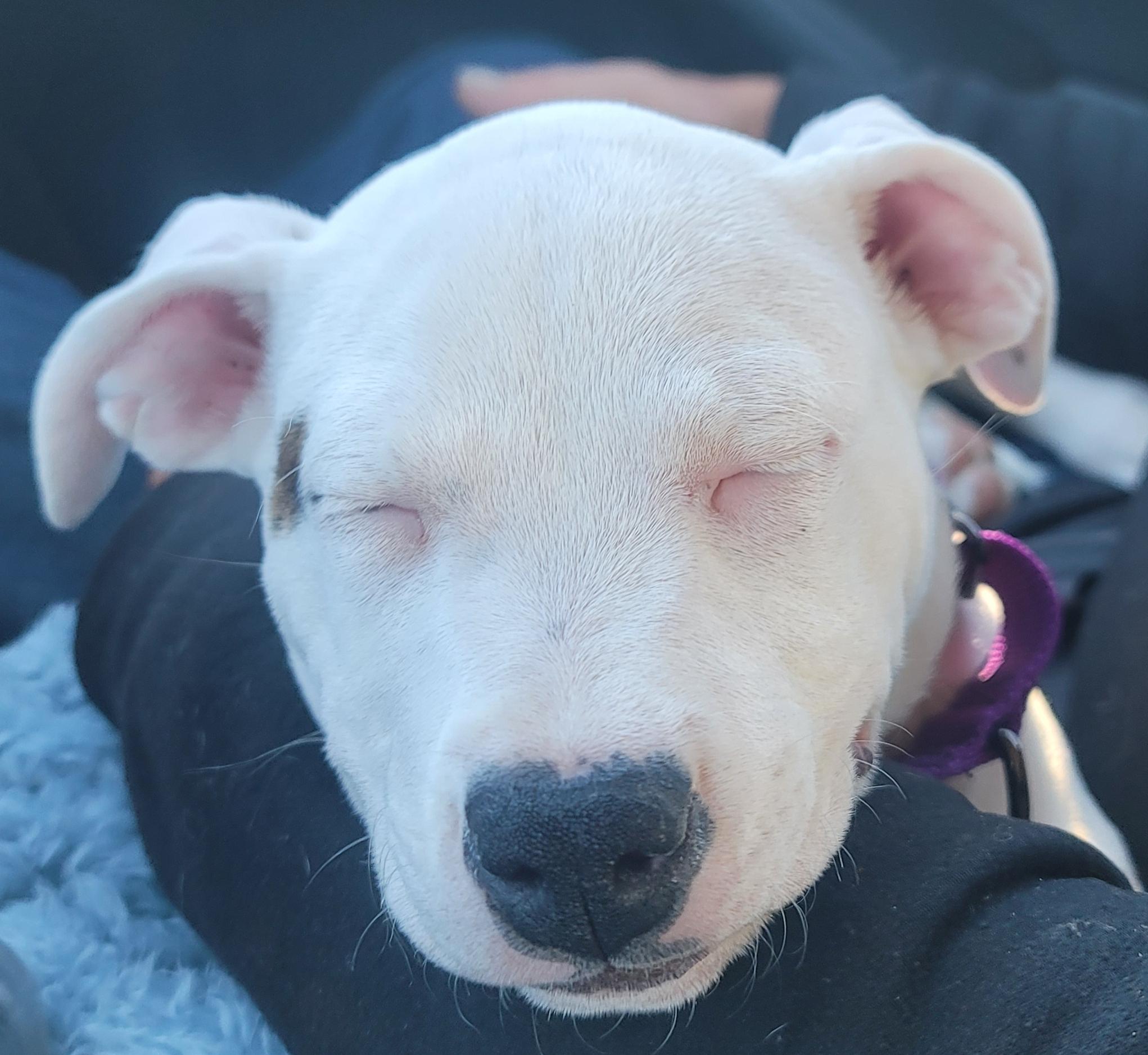 Enlarge Kona, a Adopted American Staffordshire Terrier in Merrill, WI image 5/6