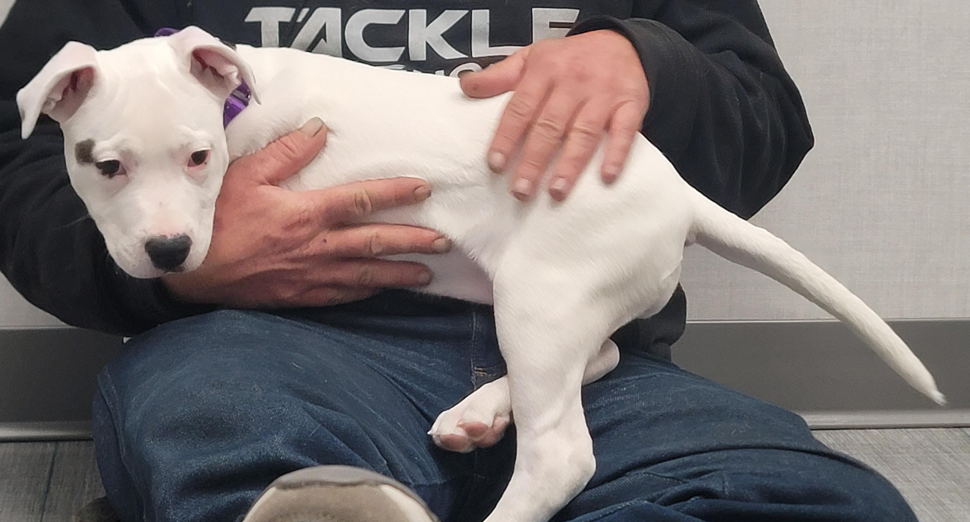 Enlarge Kona, a Adopted American Staffordshire Terrier in Merrill, WI image 4/6