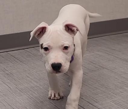 Kona, Adopted, Puppy Female American Staffordshire Terrier.