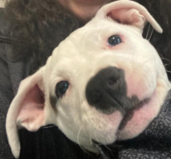 Enlarge Kona, a Adopted American Staffordshire Terrier in Merrill, WI image 3/6