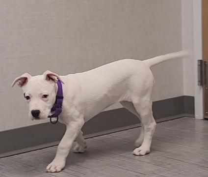 Enlarge Kona, a Adopted American Staffordshire Terrier in Merrill, WI image 6/6