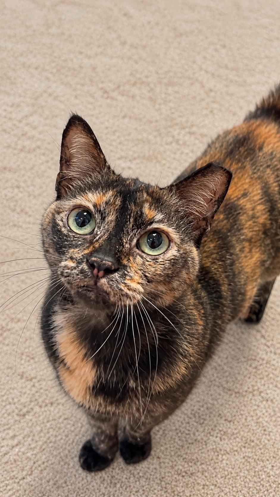 Tess and Zoey (bonded mother and daughter), Adoptable, Adult Female Domestic Short Hair.